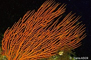 Leptogorgia gaini Gorgone orange-Cap-Vert-Pointe Flamengo-13m-20150410-Denis-ADER-DSC_0114_tn